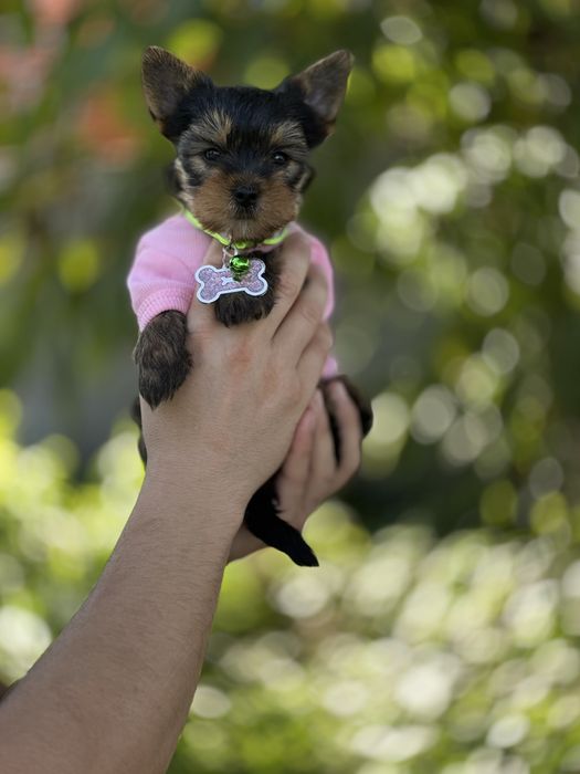 Маленька йорк-леді для великої родини йорочка