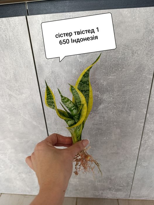 Сансевьера свірлз Сіра Індонезія Медіопікта Блек Драгон