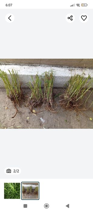 1 куст в ПОДАРОК. Тархун.