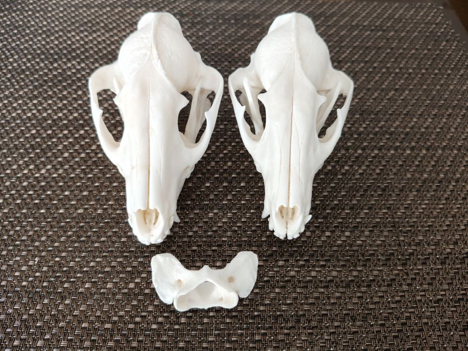 Pan Jenot i Pani Jenot Taxidermy!