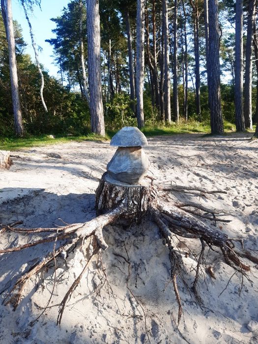 Domki blisko morza u PIOTRUSIA PANA