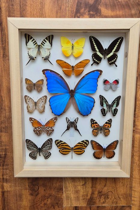 Gablotka motyle Morpho godarti didius Diaethria Lamproptera i inne na ścianę