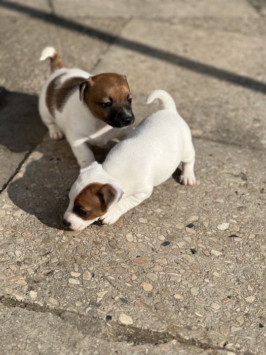 Друзі Джек Рассел терьери