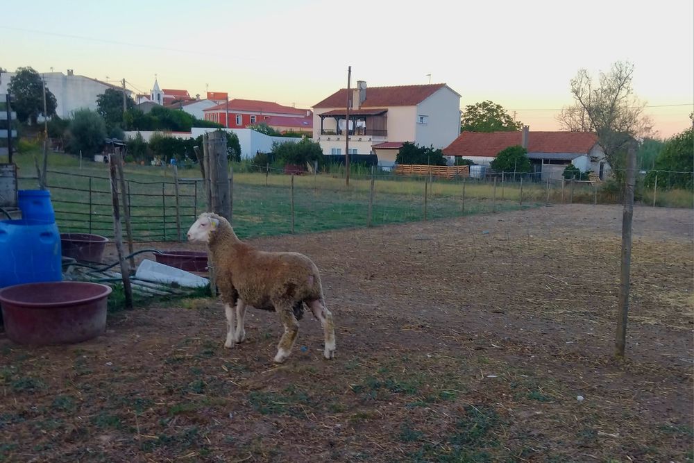 Borrego Ile-de-France