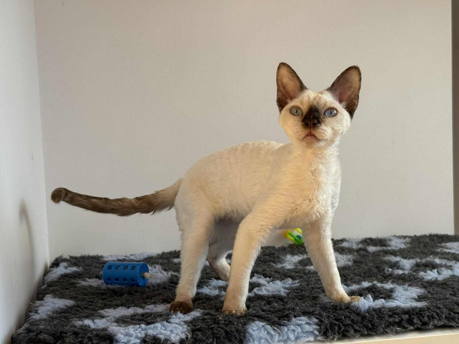 Devon Rex Kotka - Rodowód WCF
