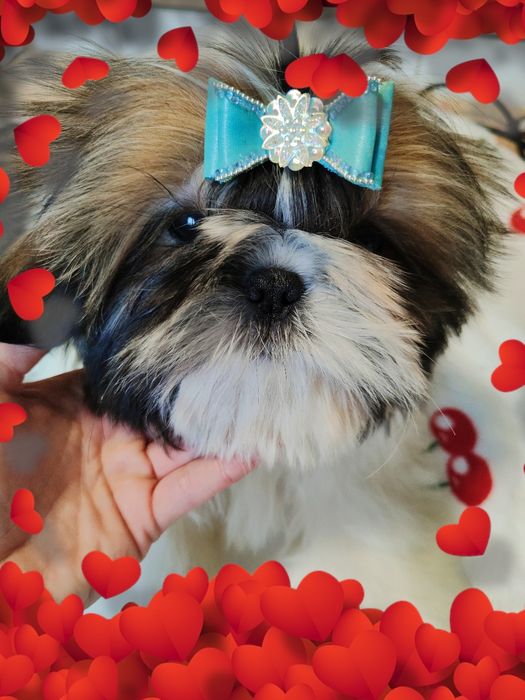 Pies Shih Tzu szczeniak przepiękny chłopak rodowód