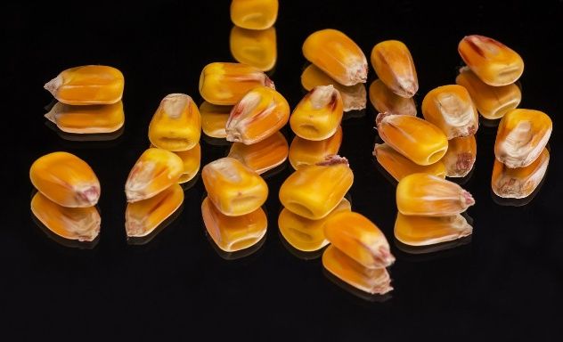 Milho caseiro colheita 2024