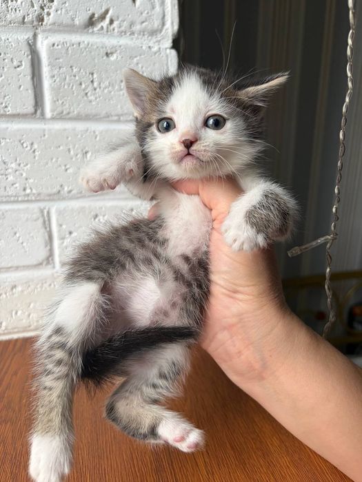 Пропоную муркотливого котика