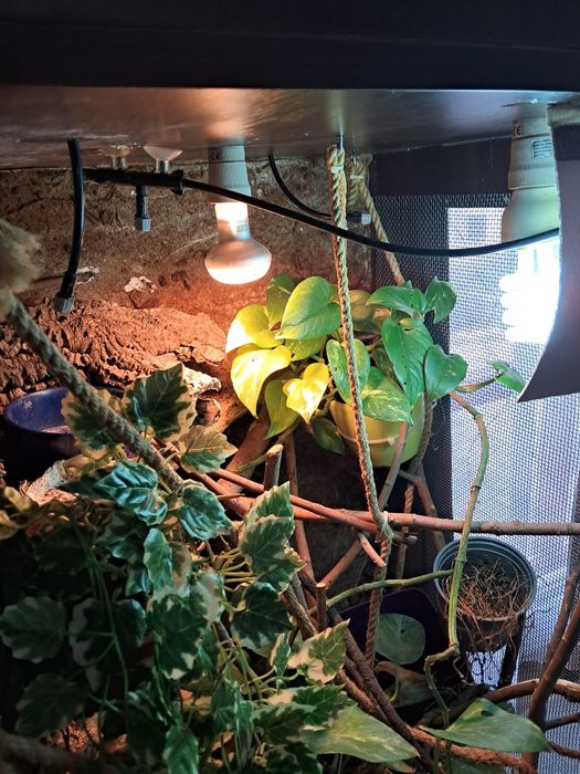 Duże terrarium dla gada, jaszczurki, kameleona, cały zestaw, 145x60x60