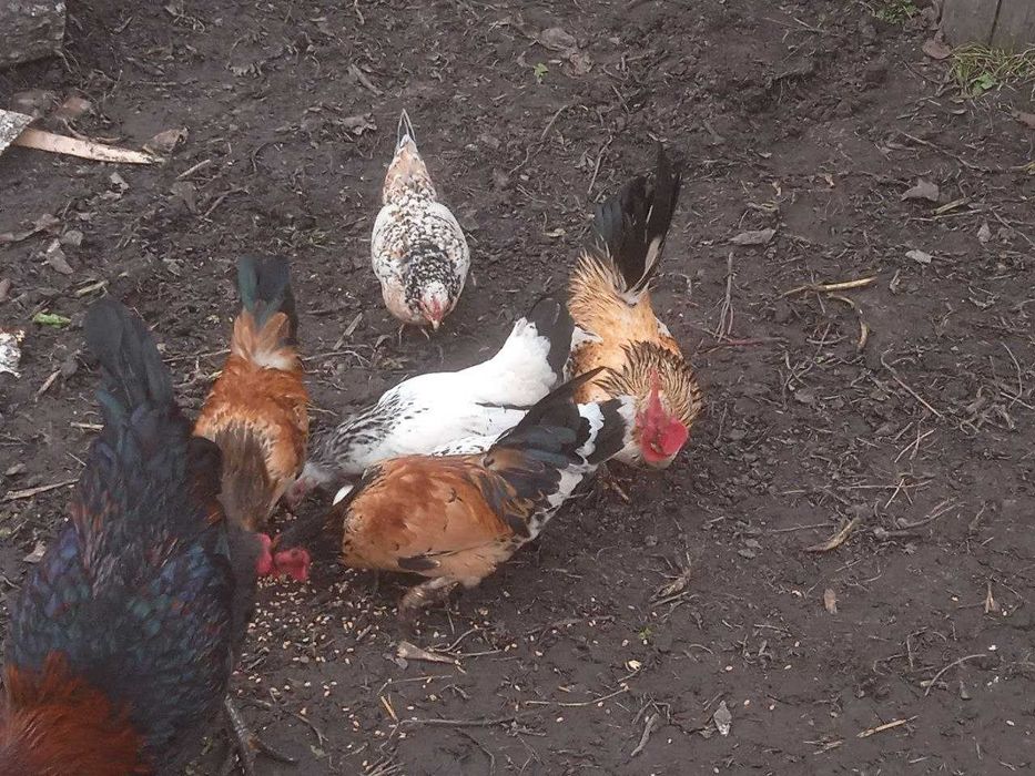 Продаются куры бентамки 300 грн пара.