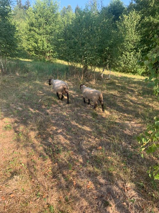 Owce Suffolk do hodowli
