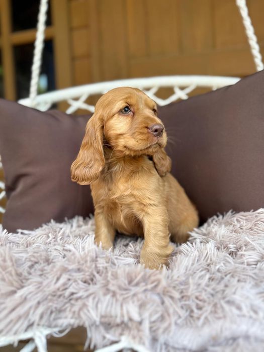 Cocker spaniel angielski sunia Rodowód