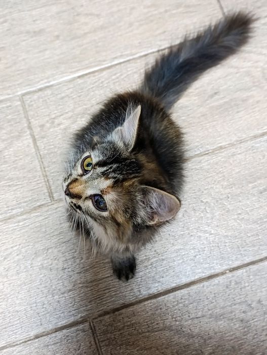 Киця , котенок , віддам в добрі руки