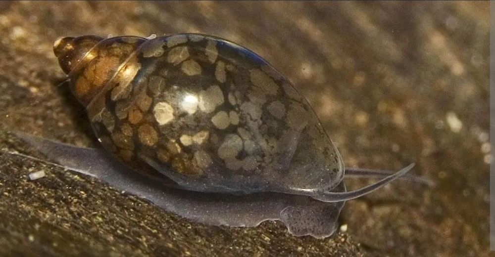 Pack Caracóis Physa e Trombeta