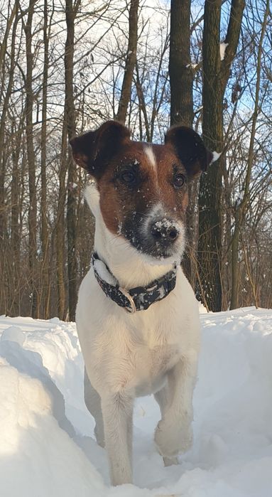 Вязка . Гладкошёрстный фокстерьер .