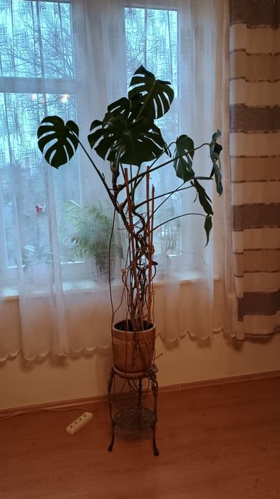 Monstera Olbrzymia