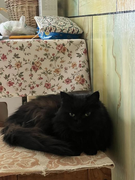 Кошечка из приюта