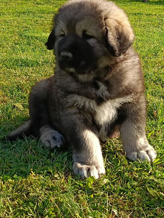 Owczarek kaukaski suczka wkrótce do odbioru