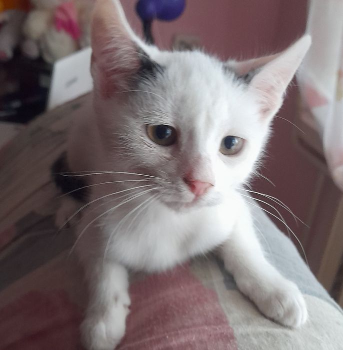 Кошеня біленьке безкоштовно