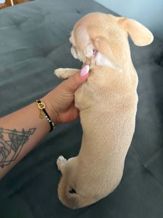 Piękny piesek Chihuahua