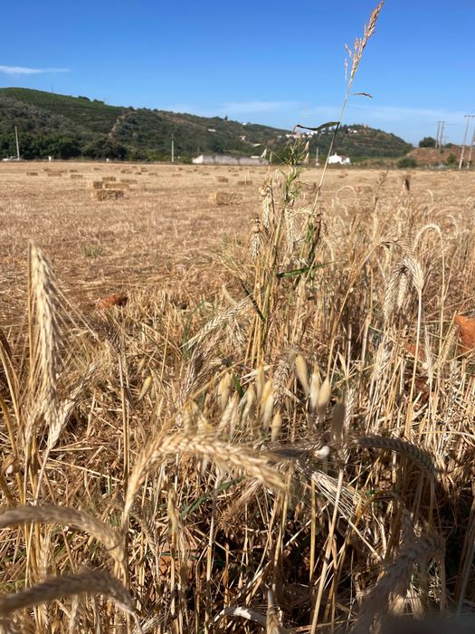 Fardos de feno semeados