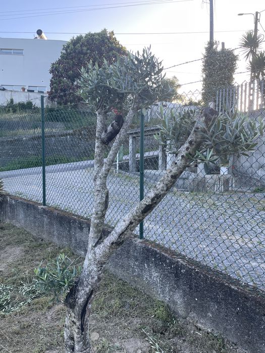 Olieviras Bom preço