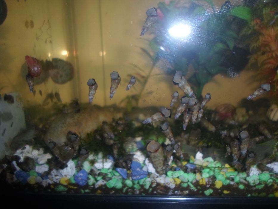 Brevemente 10 caracois melanoides tuberculatas