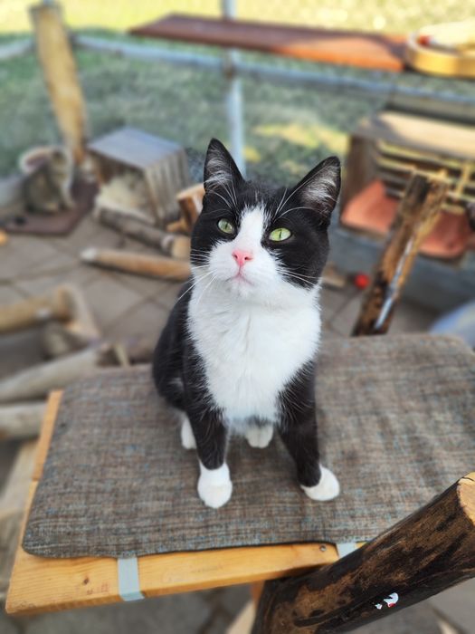 Niesamowity, przyjazny roczny kocurek do adopcji
