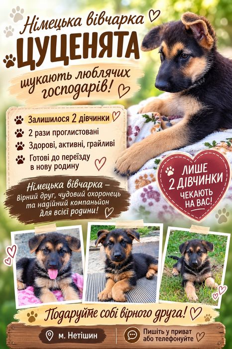 Німецькі вівчарки
