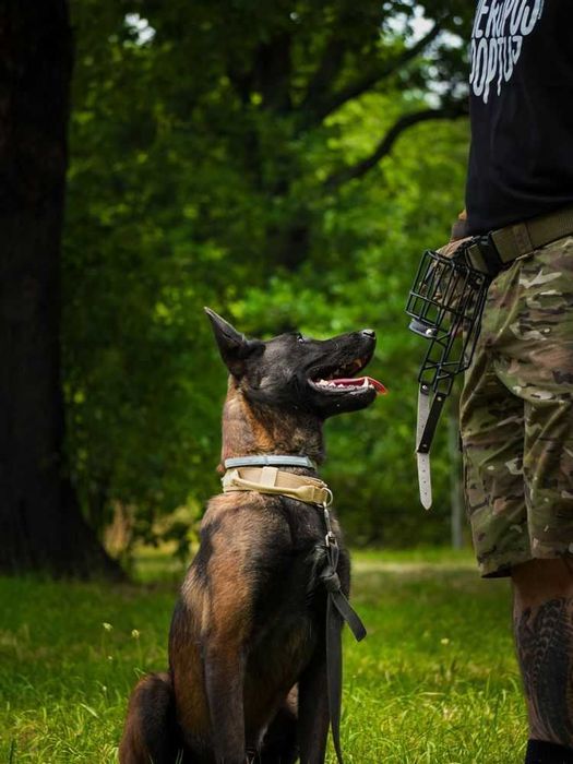 У продажу підрощені дівчатка малінуа бельгійська вівчарка