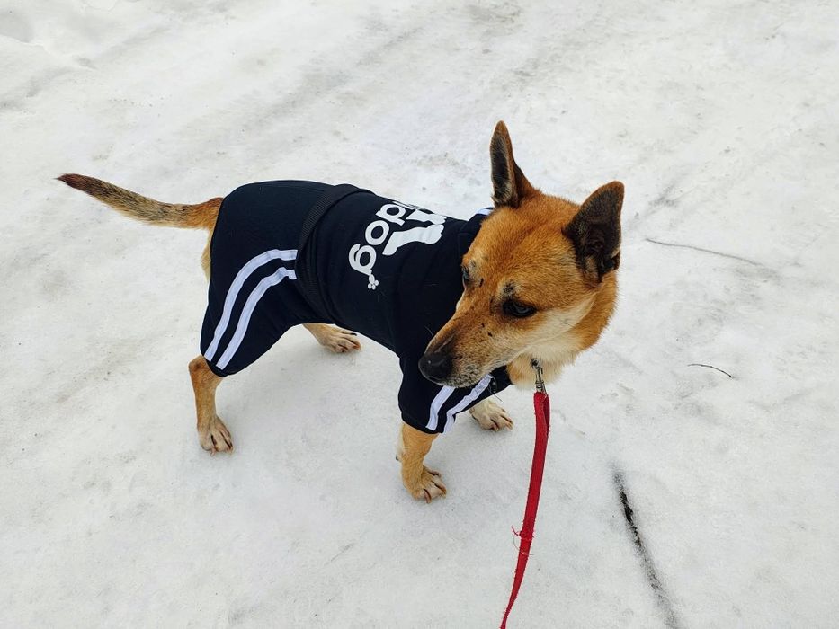 ROKI - „Nie potrzebuję wiele. Wystarczy mi człowiek, którego będę mógł kochać.”