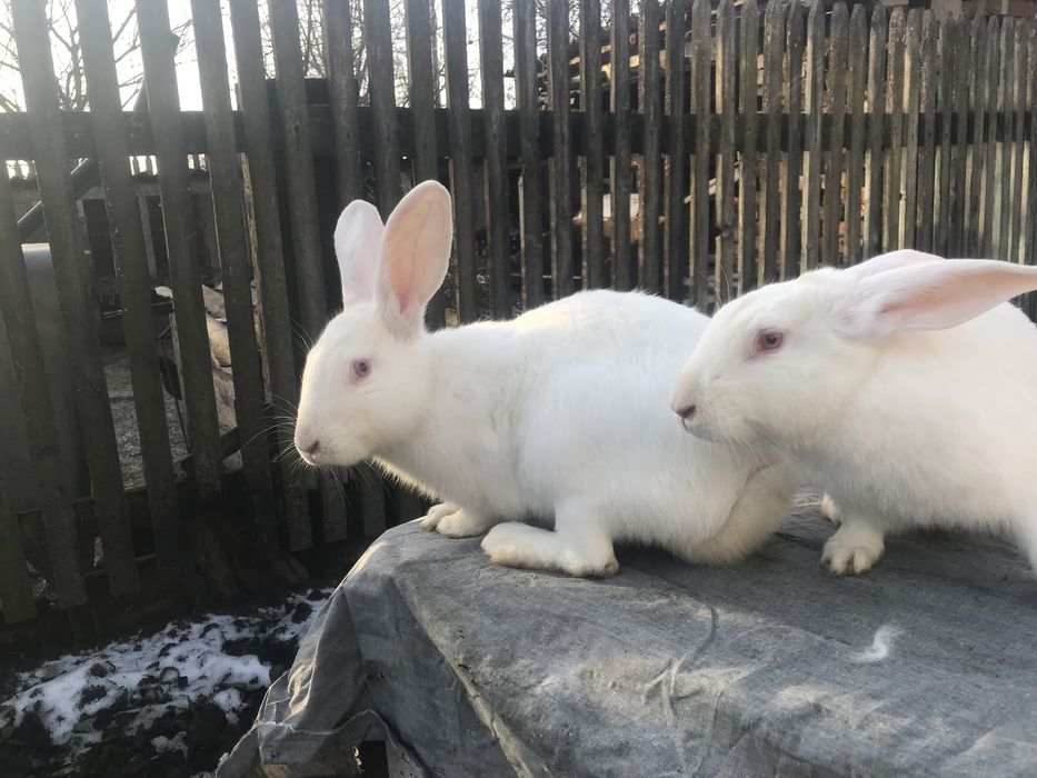 Корили Термонська біла (Термонці) ЧИСТОКРОВНІ