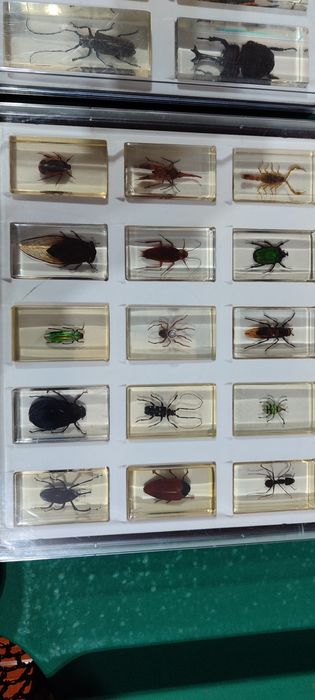 Coleção bichos National Geographic
