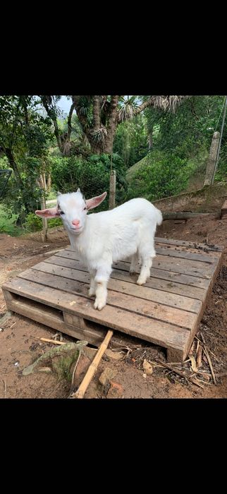 Cabra ana - mini cabra