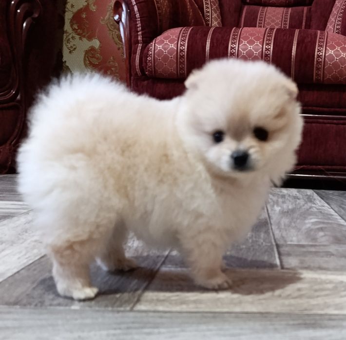 Цуценята померанський шпіц