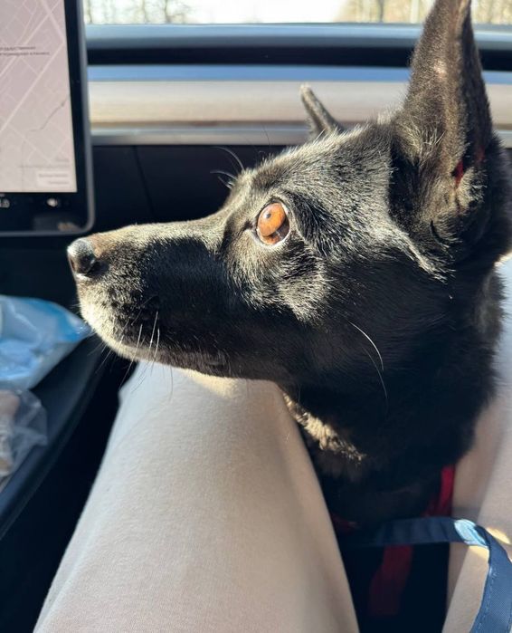 Дві собачки, молоді , щеплені , стерилізація