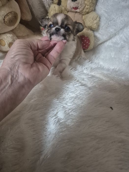 Chihuahua Macho, Pêlo Longo Criadora Registada PT 3088 FL