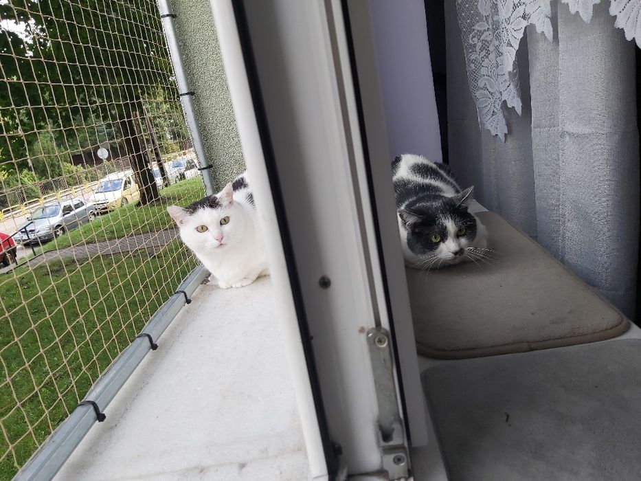 Ok. 4 letnia oaza spokoju - kotka Mania pilnie szuka kochającego domu!