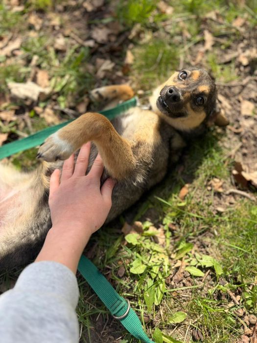 Mikro sunia do adopcji