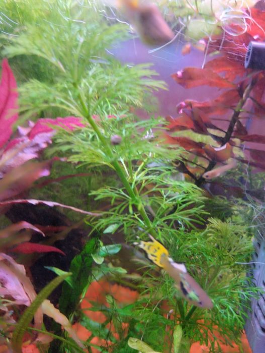 Sessiliflora planta de aquário