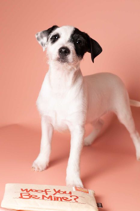Parson Russell Terrier - samczyk ZKwP/FCI