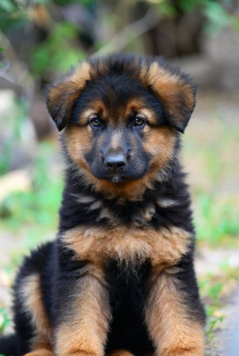 Дівчинка - вівчарка. Дзвоніть