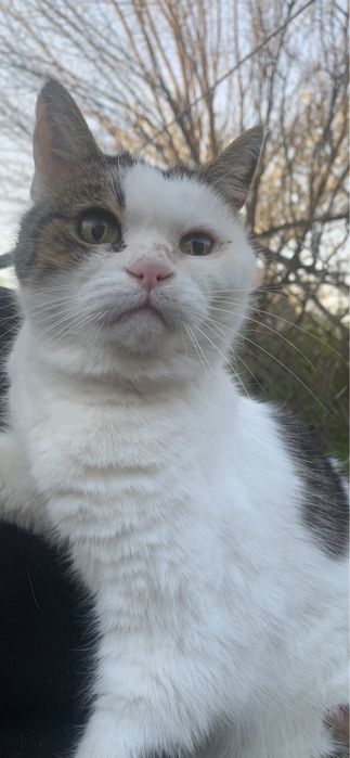 Кошечка даром в добрые руки!