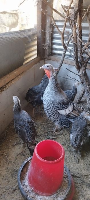 Vendo perus com 1 ano