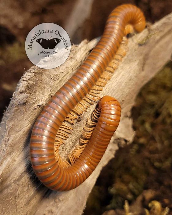 Spirostreptus sp. Tanzania, Krocionogi Wije isopody