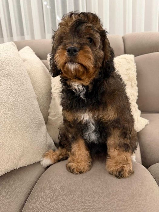 Szczeniak Cavapoo Do Odbioru Hybryda Ras Dziewczynka