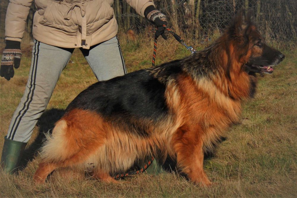 Owczarki niemieckie długowłose potężne linia Zw Świata FCI