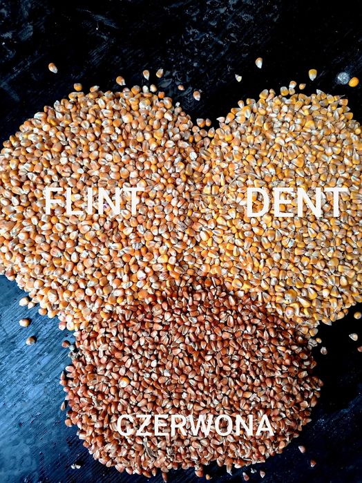 Kukurydza sucha flint dent czerwona drobna gnieciona kruszonka 2025