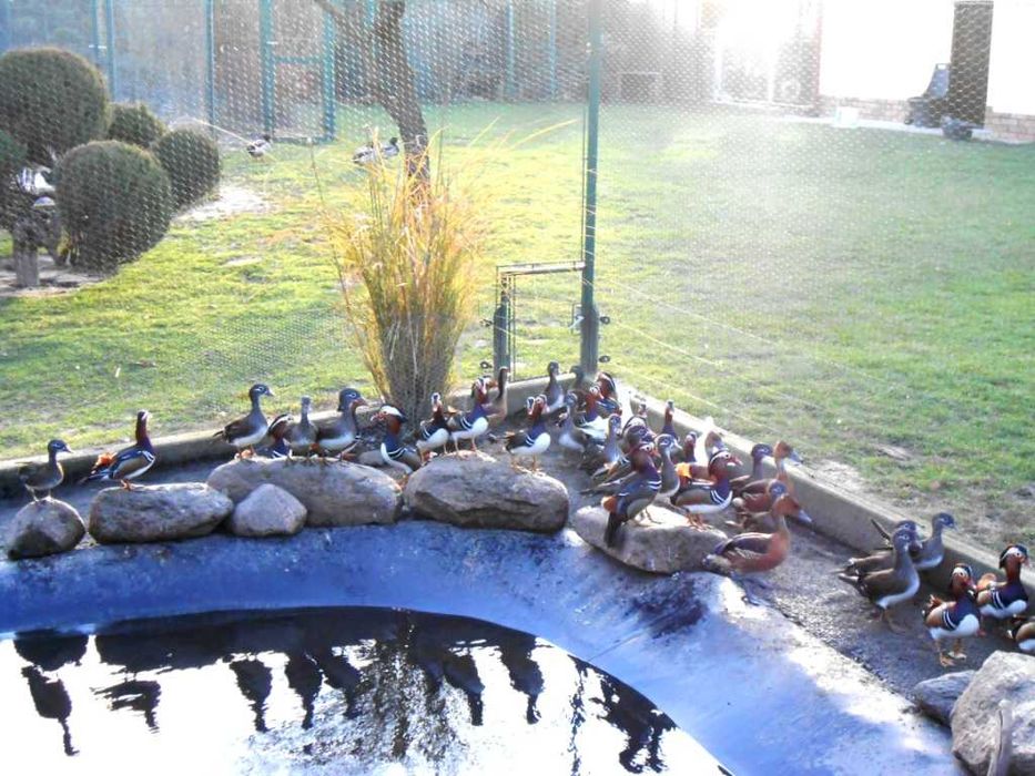 Kaczki ozdobne kaczki mandarynki