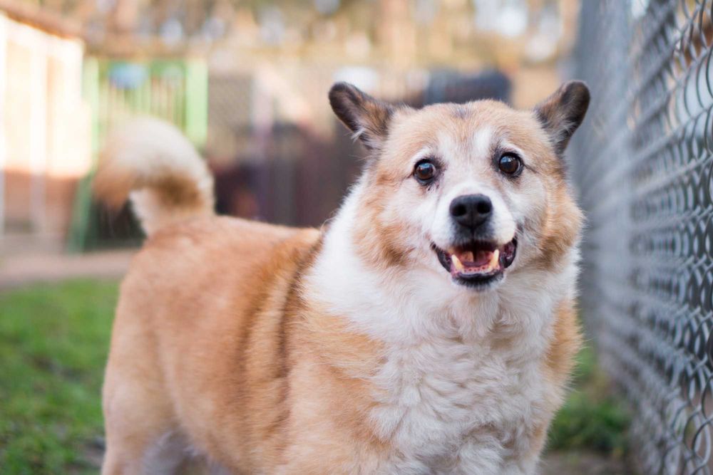 7 letni Bercik do adopcji!